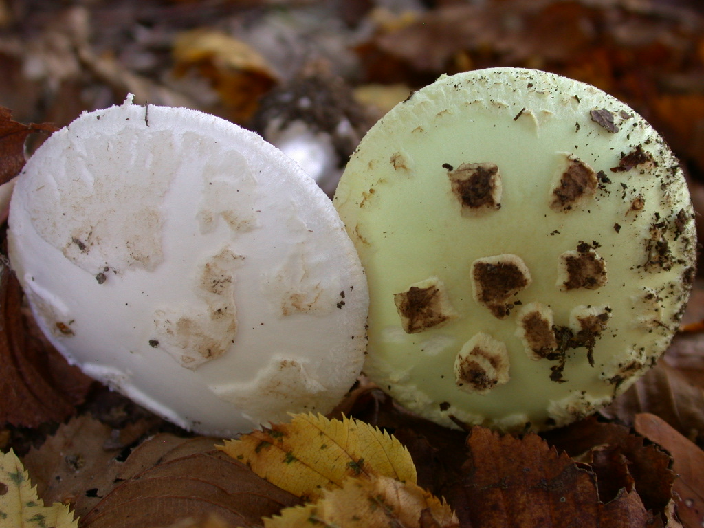 amanita citrina var. citrina?